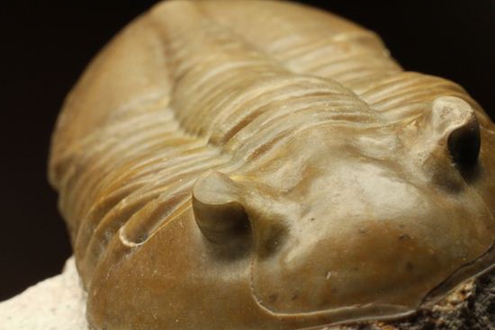 ロシアアサフス種の祖先ともいうべきアサフス・レピドゥルス(Asaphus lepidurus)(その12)