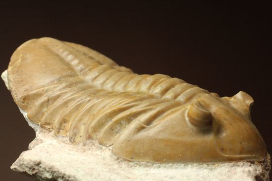 ロシアアサフス種の祖先ともいうべきアサフス・レピドゥルス(Asaphus lepidurus)(その13)