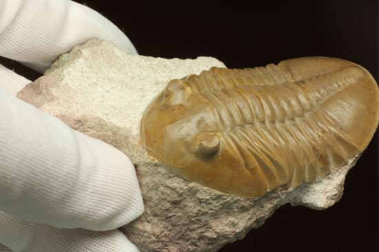 ロシアアサフス種の祖先ともいうべきアサフス・レピドゥルス(Asaphus lepidurus)(その14)