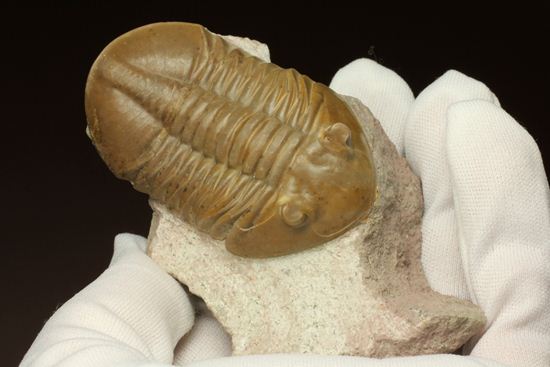 ロシアアサフス種の祖先ともいうべきアサフス・レピドゥルス(Asaphus lepidurus)(その15)