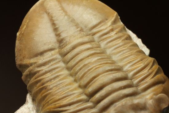 ロシアアサフス種の祖先ともいうべきアサフス・レピドゥルス(Asaphus lepidurus)(その16)