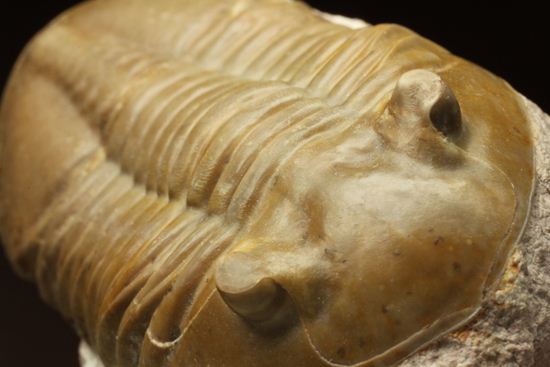 ロシアアサフス種の祖先ともいうべきアサフス・レピドゥルス(Asaphus lepidurus)(その17)