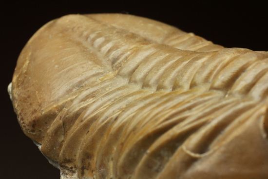 ロシアアサフス種の祖先ともいうべきアサフス・レピドゥルス(Asaphus lepidurus)(その18)