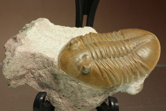 ロシアアサフス種の祖先ともいうべきアサフス・レピドゥルス(Asaphus lepidurus)(その2)