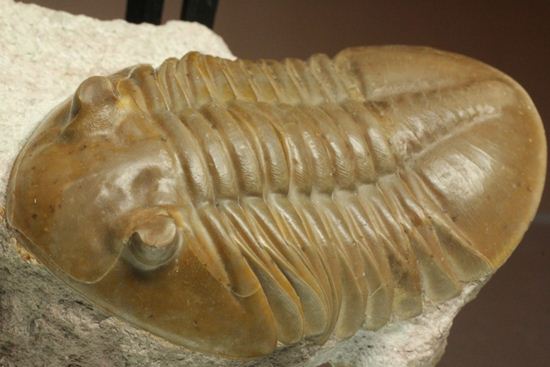 ロシアアサフス種の祖先ともいうべきアサフス・レピドゥルス(Asaphus lepidurus)(その3)