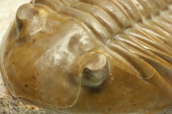 ロシアアサフス種の祖先ともいうべきアサフス・レピドゥルス(Asaphus lepidurus)(その4)