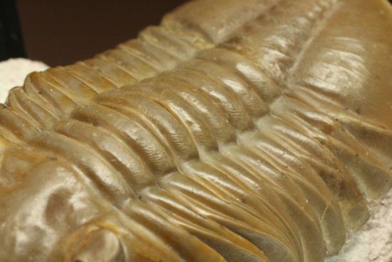 ロシアアサフス種の祖先ともいうべきアサフス・レピドゥルス(Asaphus lepidurus)(その5)