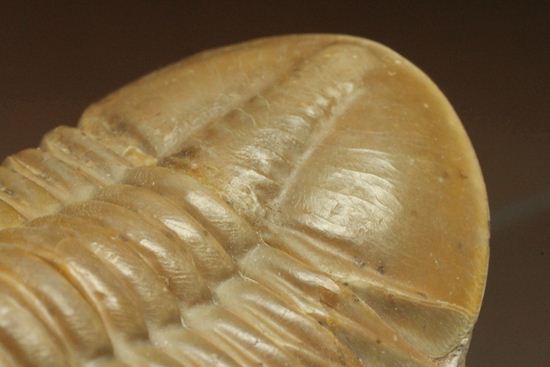 ロシアアサフス種の祖先ともいうべきアサフス・レピドゥルス(Asaphus lepidurus)(その6)