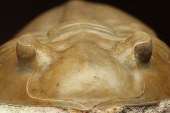 ロシアアサフス種の祖先ともいうべきアサフス・レピドゥルス(Asaphus lepidurus)(その7)