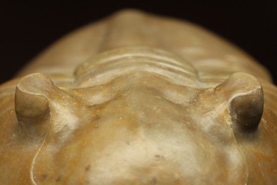 ロシアアサフス種の祖先ともいうべきアサフス・レピドゥルス(Asaphus lepidurus)(その8)
