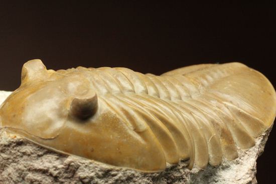 ロシアアサフス種の祖先ともいうべきアサフス・レピドゥルス(Asaphus lepidurus)(その9)