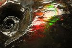 輝き、形、大きさ、三拍子揃った典型標本！アンモライト完全体(Ammolite)