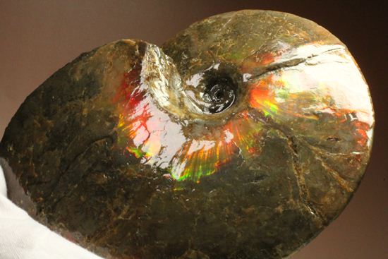 アンモライト完全体をコレクションできるチャンス！カナダアルバータ州産アンモライト(Ammolite)（その4）