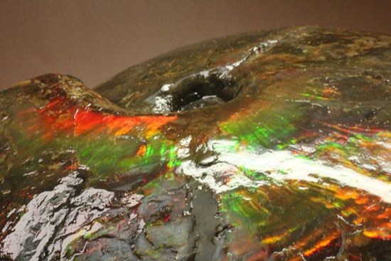 アンモライト完全体をコレクションできるチャンス！カナダアルバータ州産アンモライト(Ammolite)（その7）