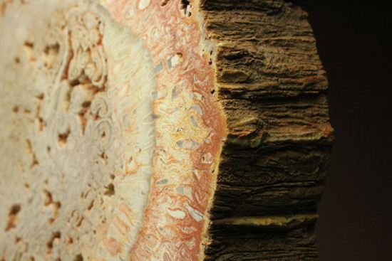 2億5000万年前の生木！？維管束まで鑑賞できる希少なシダ類の木化石（珪化木）（その12）