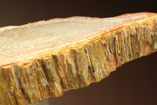 2億5000万年前の生木！？維管束まで鑑賞できる希少なシダ類の木化石（珪化木）（その16）