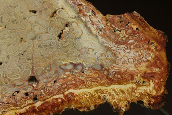 【⭐️超巨大‼︎約2億5000万年の樹木化石⭐️】茶色 ブラジル産 珪化木 天然原石 大結晶あり、潜晶質の結晶あり！約2億5千万年前の樹木の幹が宝石化