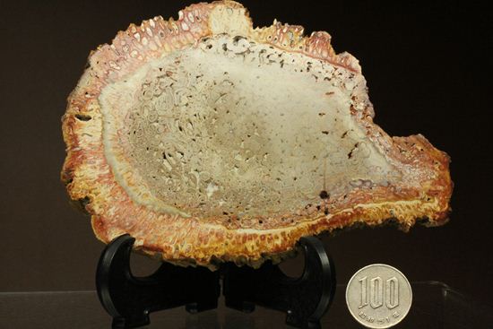 2億5000万年前の生木！？維管束まで鑑賞できる希少なシダ類の木