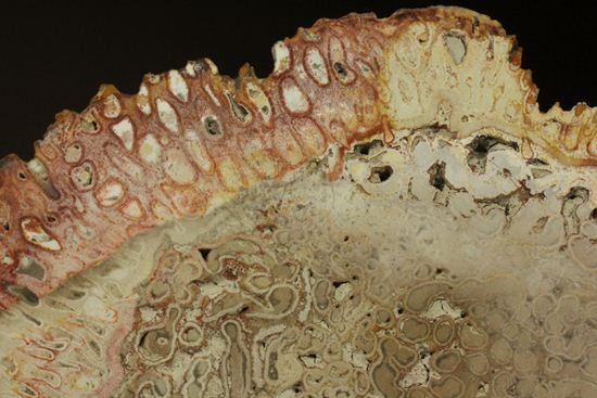2億5000万年前の生木！？維管束まで鑑賞できる希少なシダ類の木化石
