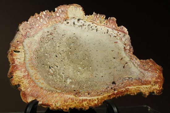 消費税無し 2億5000万年前の生木！？維管束まで鑑賞できる希少なシダ類の木 置物
