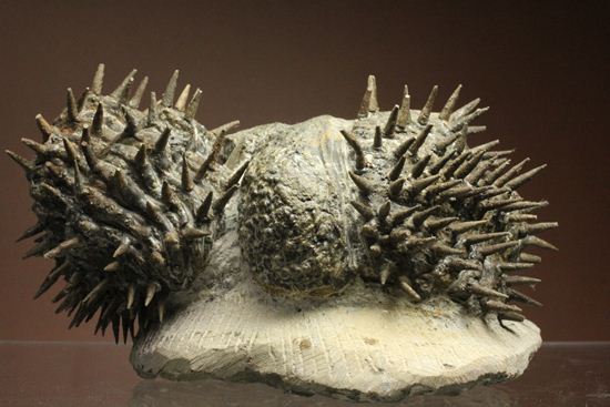 リーズナブルプライス!デボン紀のハリネズミ坊や!2体のドロトプス・アルマータス(Drorops armatus)(その1)
