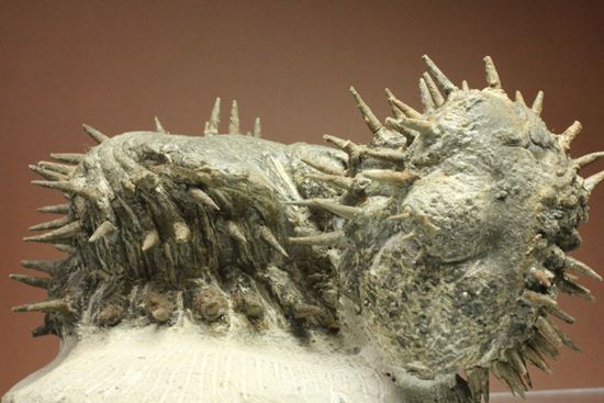 リーズナブルプライス!デボン紀のハリネズミ坊や!2体のドロトプス・アルマータス(Drorops armatus)(その10)
