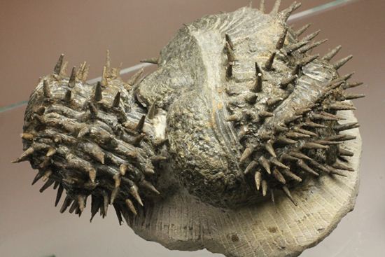 リーズナブルプライス!デボン紀のハリネズミ坊や!2体のドロトプス・アルマータス(Drorops armatus)(その11)