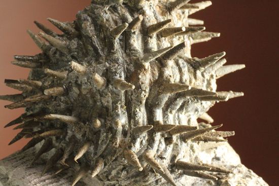 リーズナブルプライス!デボン紀のハリネズミ坊や!2体のドロトプス・アルマータス(Drorops armatus)(その12)