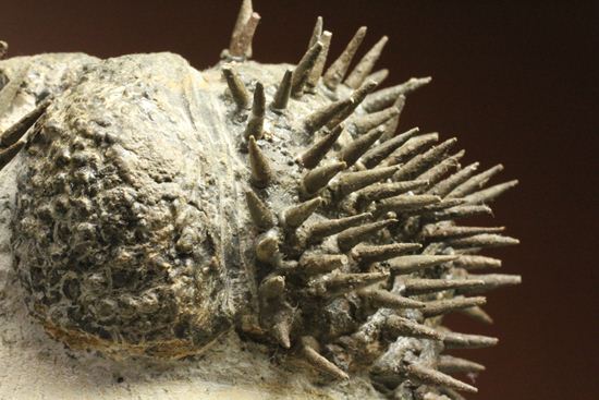 リーズナブルプライス!デボン紀のハリネズミ坊や!2体のドロトプス・アルマータス(Drorops armatus)(その13)