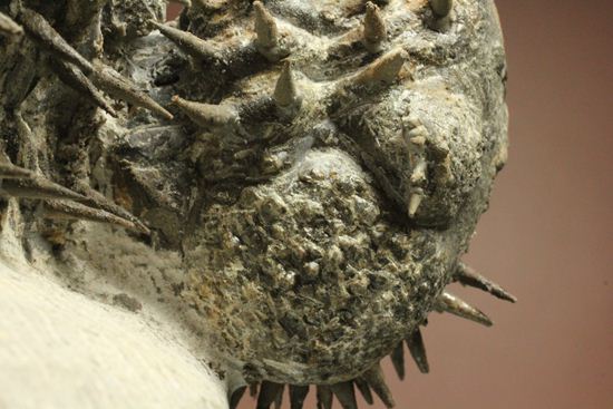 リーズナブルプライス!デボン紀のハリネズミ坊や!2体のドロトプス・アルマータス(Drorops armatus)(その15)