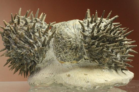 リーズナブルプライス!デボン紀のハリネズミ坊や!2体のドロトプス・アルマータス(Drorops armatus)(その19)