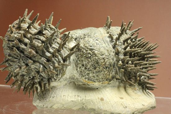 リーズナブルプライス!デボン紀のハリネズミ坊や!2体のドロトプス・アルマータス(Drorops armatus)(その2)
