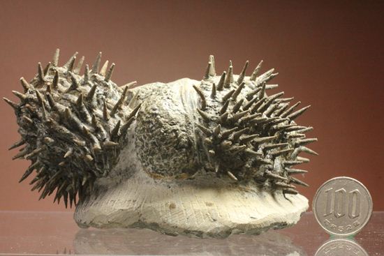リーズナブルプライス!デボン紀のハリネズミ坊や!2体のドロトプス・アルマータス(Drorops armatus)(その20)