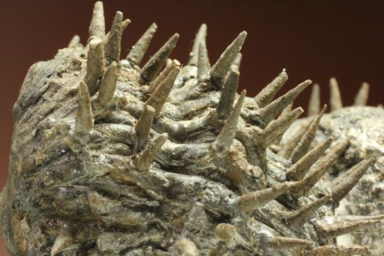 リーズナブルプライス!デボン紀のハリネズミ坊や!2体のドロトプス・アルマータス(Drorops armatus)(その4)
