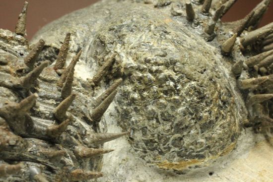 リーズナブルプライス!デボン紀のハリネズミ坊や!2体のドロトプス・アルマータス(Drorops armatus)(その5)