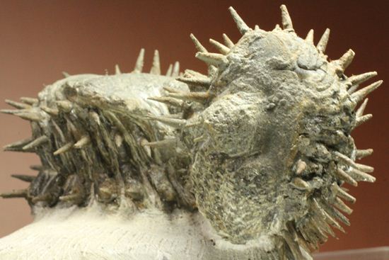 リーズナブルプライス!デボン紀のハリネズミ坊や!2体のドロトプス・アルマータス(Drorops armatus)(その6)