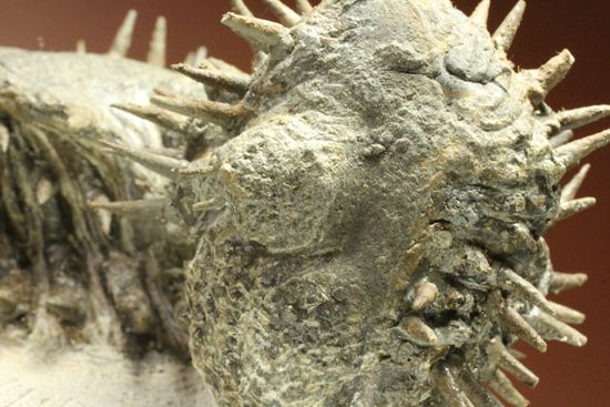 リーズナブルプライス!デボン紀のハリネズミ坊や!2体のドロトプス・アルマータス(Drorops armatus)(その7)