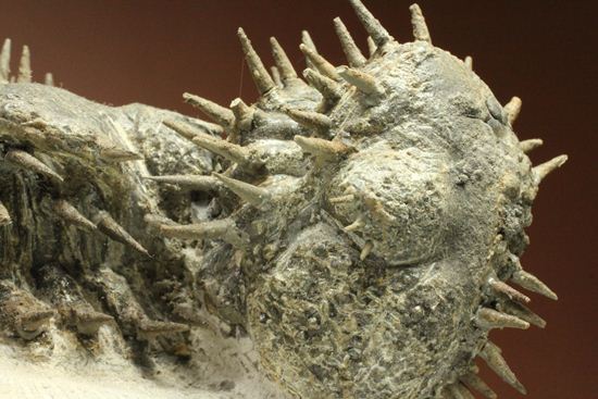 リーズナブルプライス!デボン紀のハリネズミ坊や!2体のドロトプス・アルマータス(Drorops armatus)(その8)