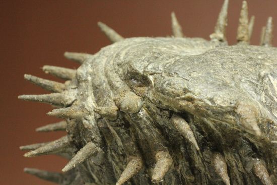 リーズナブルプライス!デボン紀のハリネズミ坊や!2体のドロトプス・アルマータス(Drorops armatus)(その9)