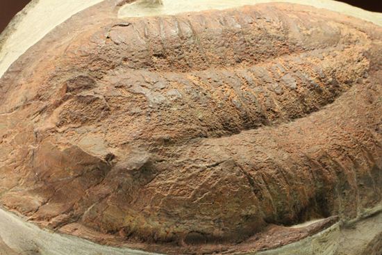 レアなモロッコ産のアサフス!メギスタスピス・ハモンディ(Megitaspis hammondi)(その10)