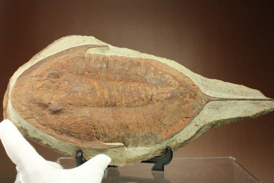 レアなモロッコ産のアサフス!メギスタスピス・ハモンディ(Megitaspis hammondi)(その12)