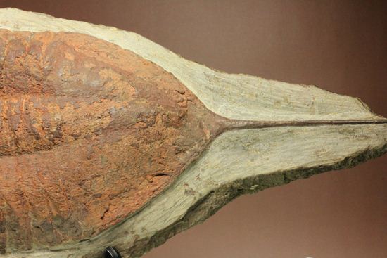 レアなモロッコ産のアサフス!メギスタスピス・ハモンディ(Megitaspis hammondi)(その3)