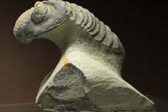 ナチュラルカラー!複眼の粒つぶが特徴!三葉虫ドロトプス・メガロマニクス (その1)