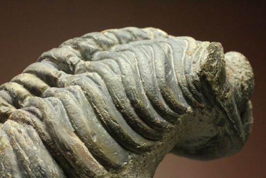 ナチュラルカラー!複眼の粒つぶが特徴!三葉虫ドロトプス・メガロマニクス (その11)