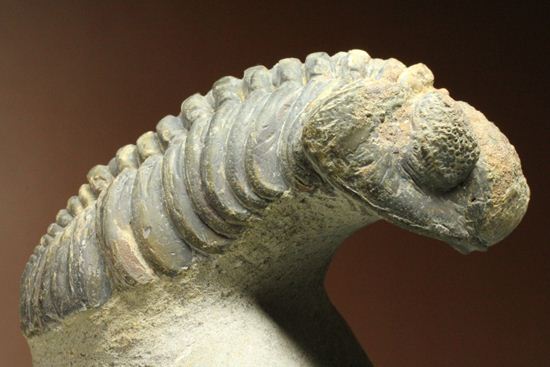 ナチュラルカラー!複眼の粒つぶが特徴!三葉虫ドロトプス・メガロマニクス (その12)