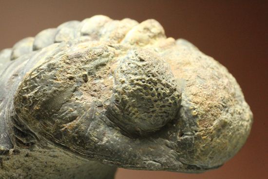 ナチュラルカラー!複眼の粒つぶが特徴!三葉虫ドロトプス・メガロマニクス (その13)