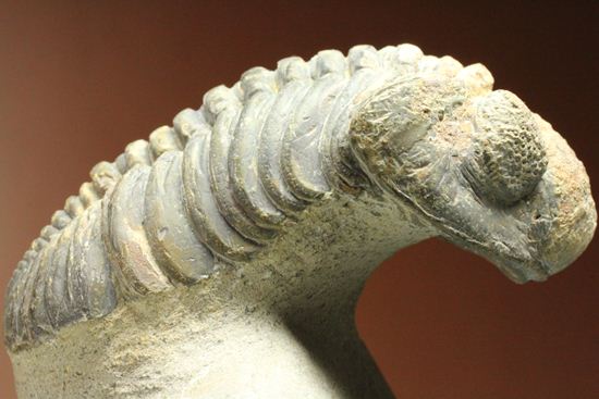ナチュラルカラー!複眼の粒つぶが特徴!三葉虫ドロトプス・メガロマニクス (その14)