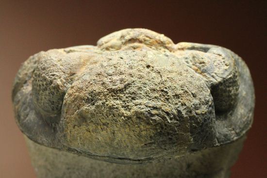 ナチュラルカラー!複眼の粒つぶが特徴!三葉虫ドロトプス・メガロマニクス (その17)