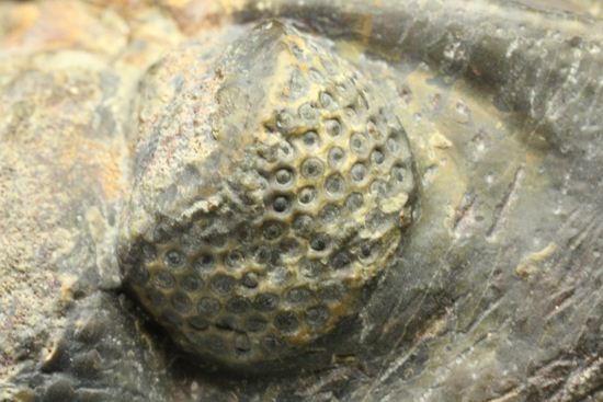 ナチュラルカラー!複眼の粒つぶが特徴!三葉虫ドロトプス・メガロマニクス (その19)