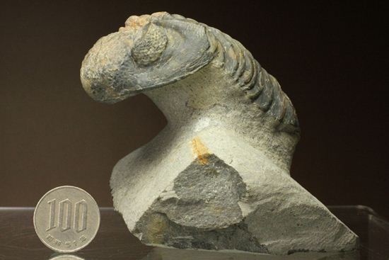 ナチュラルカラー!複眼の粒つぶが特徴!三葉虫ドロトプス・メガロマニクス (その20)
